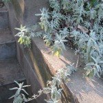 Bee's Bliss salvia, a favorite low-growing groundcover that spreads nicely, good in part-shade