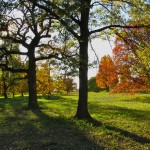Autumn at Morton Arboretum, IL