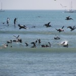 Pelicans galore while surfing