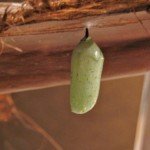 Older chrysalis - note difference from young one, such as the spots