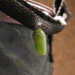 A young chrysalis that formed on Monika's garbage can