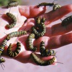 A handful of monarch chrysalis