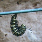 Monarch forming 'J' before Chrysalis stage (Monika Moore photo)
