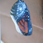 Chrysalis becoming clear before emerging (Monika Moore photo)