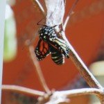 Butterfly Emerging from chrysalis (Monika Moore photo)