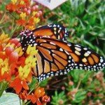 Monarch on Monika's favorite milkweed (Asclepias Curassavia 'Red Butterflies") - Monika Moore photo