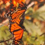 Mating monarchs, which mate for two hours. (Monika Moore photo)
