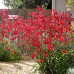 Major hummingbird attractor