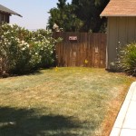 "Before photo of the side yard.