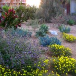 "After photo of the side yard
