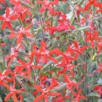 Royal Catchfly