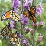 Monarchs