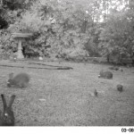 Happy rabbits
