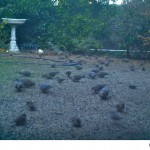 The mourning doves and occasional band-tailled doves hit the seed we throw down hard everyday