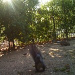 Our squirrel friends like the leftover seed