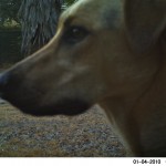 A neighbor's dog?