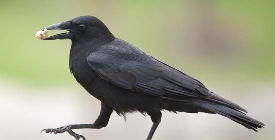 Bird Smarts