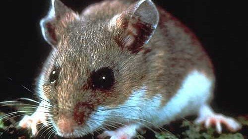 Hantavirus, Mice and Flashbacks to 1993