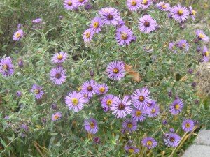 New England Aster