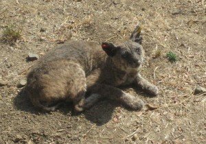 Same Bobcat with Mange - One Year Later