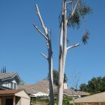 Incorrectly "topped" pruned tree that ended up being removed