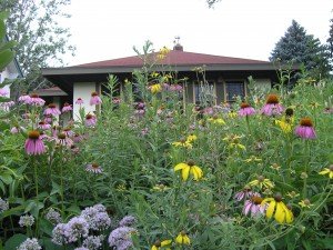 Purple Coneflowers dot the Damon's yard