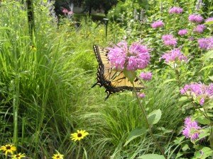 Tiger Swallowtail on Bee-Balm - our Sycamore trees are a host plant