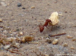 California harvester ant (Diane Edwardson photo) - carrying a wild radish seed