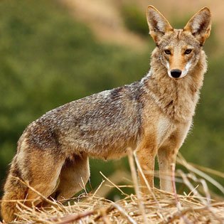 Coyote (Project Coyote photo)