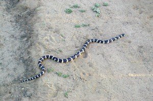 California Kingsnake on Wrights Field, Alpine CA