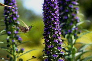 Sphinx moth on Pride of Madeira