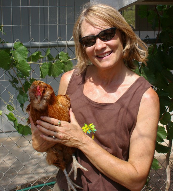 Our arcaucana chicken. Roja, escaped the jaws of a coyote -- and lived -- when I suddenly appeared and scared it