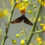 This butterfly on our Desert Museum palo verde survived a predator bite