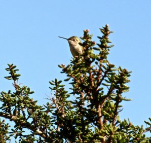 This Anna's hummer was resting on our dark star ceanothus between trips to the manzanita blossoms