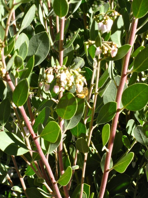 Active bee on our La Panza manzanita on cold January day