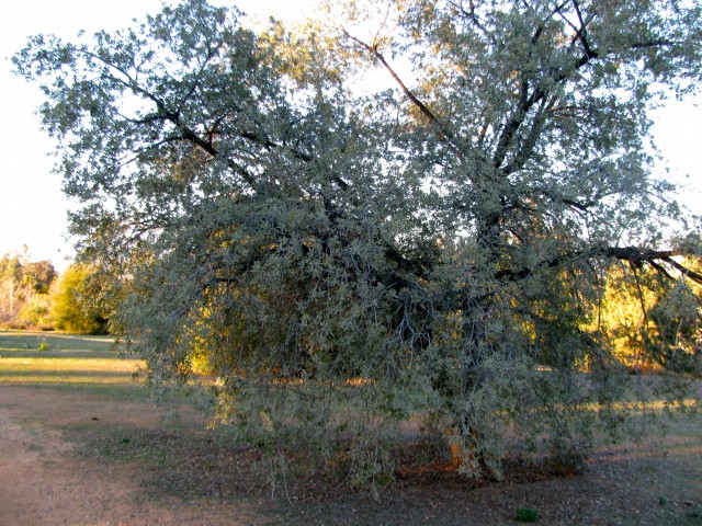 Engelmann Oaks appear to be immune to the GSOB