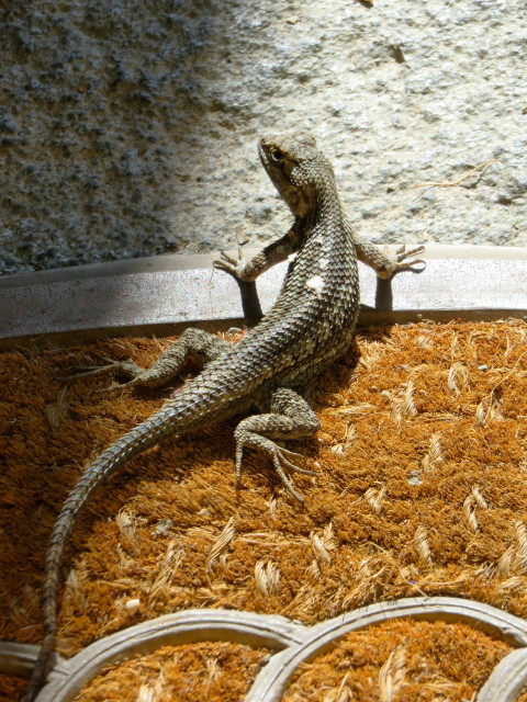 "Painted Lady" - this Western Fence Lizard got splattered a year ago during my husband's painting project. He lives under our rain barrel.