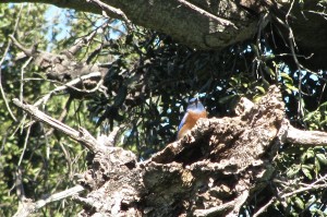 Bluebird perching in dead snag