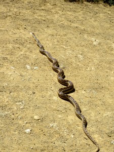 Gopher snake I came across sunning itself on a major trail 