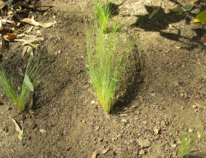 Why Mexican feather grass is invasive - before you know it we had numerous starts that took over an area