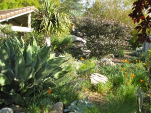 Our former yard is now full of California natives & other low-water & wildlife friendly plants