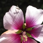  Ichnuemonid parastioid wasp on one of our mallow flowers