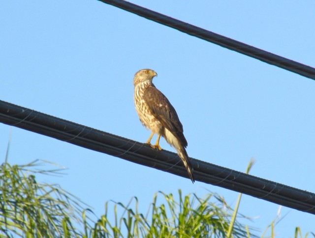 This Cooper's hawk can get secondary poisoning from eating rats dying from second generation rodent poisons