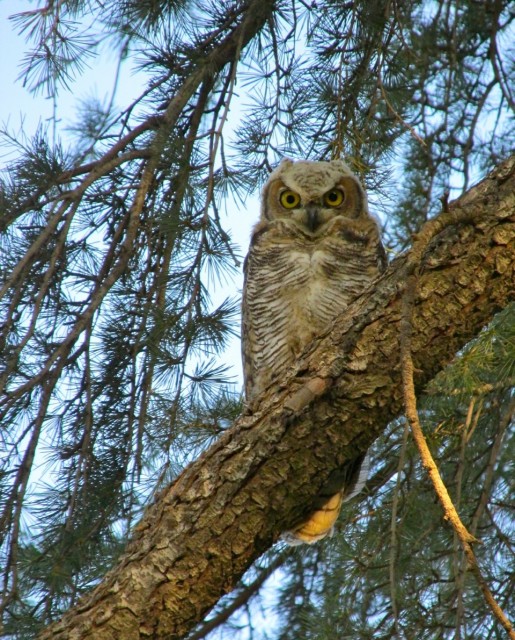 This baby owl recently fledged near our home and should help take care of our rodents.