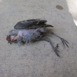 A baby jay killed by a cat
