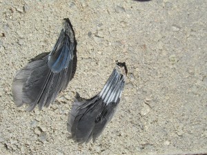 These wing pieces matched one side of the baby jay