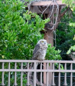 I worry about this great horned owl fledgling near our home when many neighbors have bait boxes