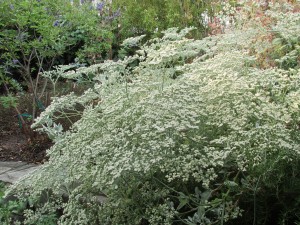 St. Catherine's Lace (Erigonium Giganteum) provides beautiful white flowers that turn rust in late summer
