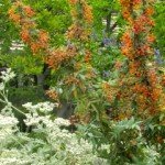 St. Catherine's Lace (Erigonium Giganteum) with Nevin's Barberry in June