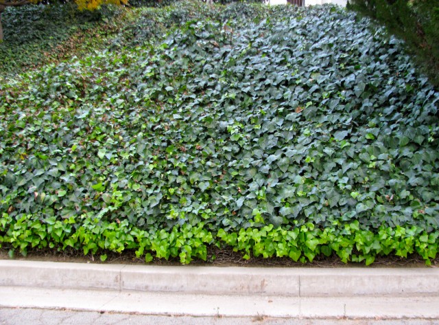 Invasive English Ivy